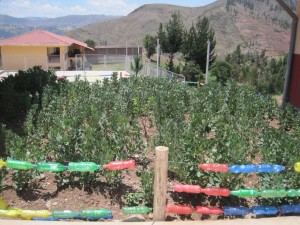 Veggie garden